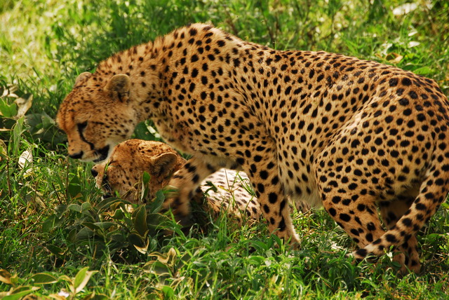 Relaxing cheetahs