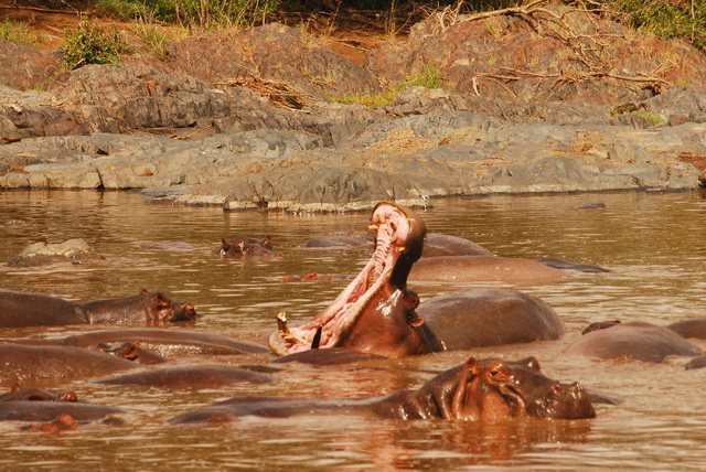 Hippopotamuses