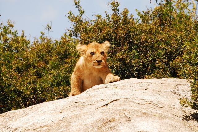 Lion cub