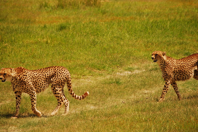 Cheetah’s on the prowl
