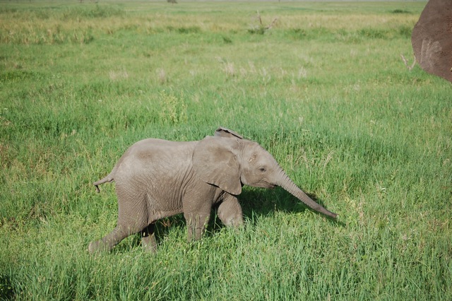 Tiny Baby Elephant