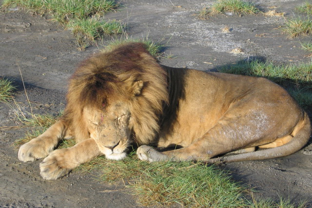Lion nap