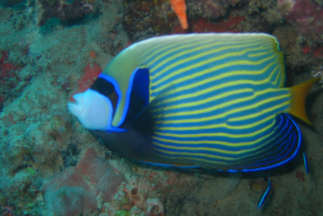 Zanzibar diving